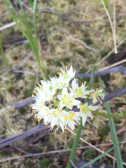 Toxicoscordion paniculatum