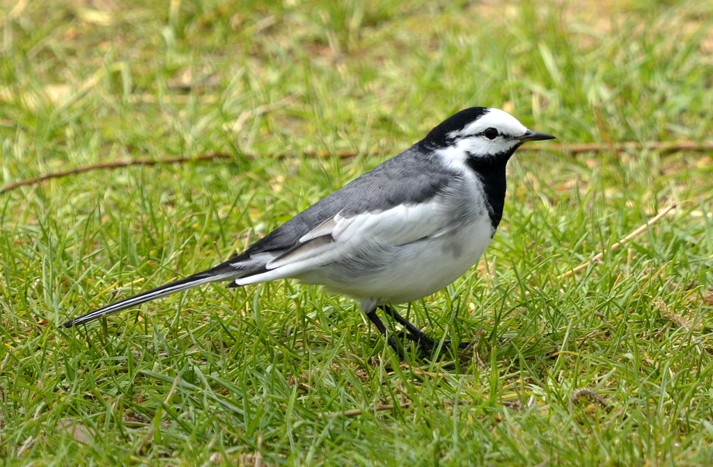 White Wagtail