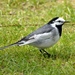 East Siberian Wagtail - Photo (c) Zinogre, some rights reserved (CC BY-SA), uploaded by Zinogre