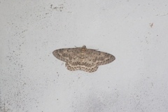 Percnia fumidaria