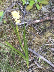 Toxicoscordion paniculatum