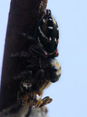 Phidippus clarus