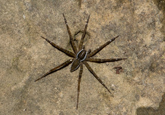 Dolomedes raptor