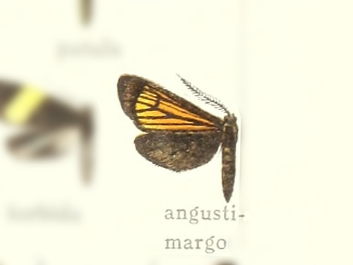 Scea angustimargo