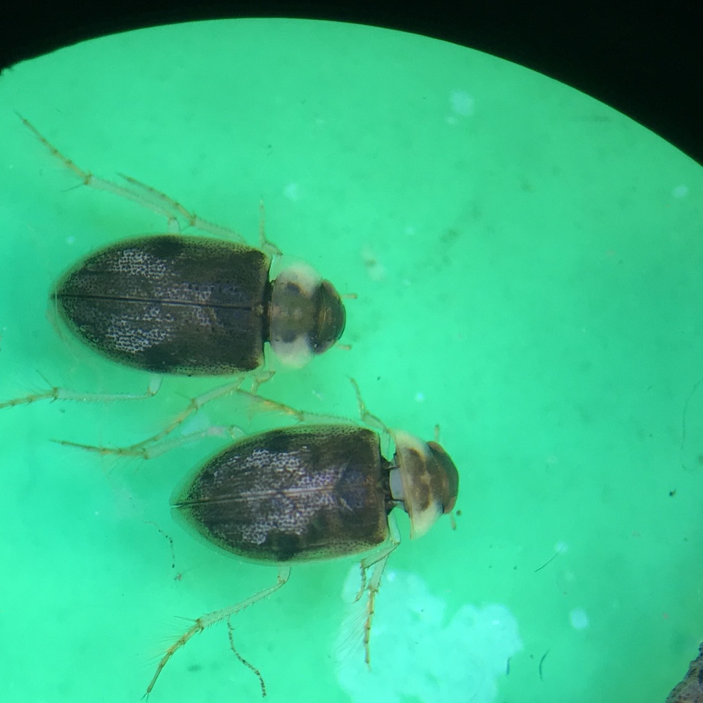 Laccobius zietzi