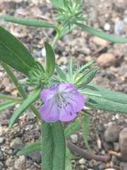 Phacelia linearis