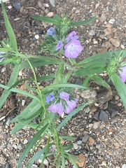 Phacelia linearis