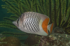 Chaetodon xanthurus