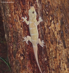 Hemidactylus prashadi
