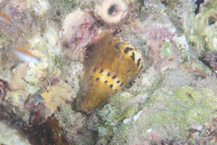 Conus mustelinus image