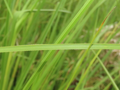 Cladium mariscus mariscus