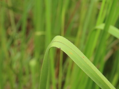 Cladium mariscus mariscus
