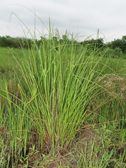 Cladium mariscus mariscus