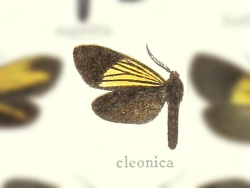 Scea cleonica