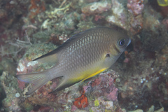 Amblyglyphidodon leucogaster