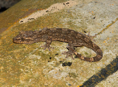 Gekko hokouensis