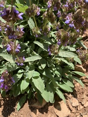 Salvia multicaulis