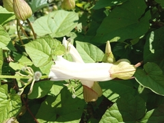Calystegia silvatica