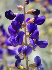 Psorothamnus fremontii