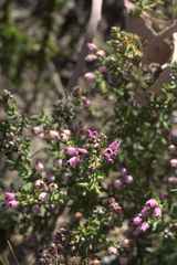 Erica hirta