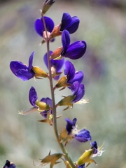 Psorothamnus fremontii