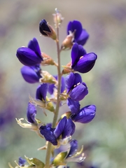 Psorothamnus fremontii