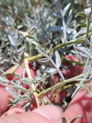 Psorothamnus fremontii