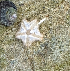Asterina gibbosa