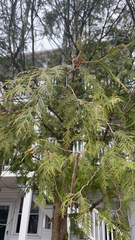 Thuja occidentalis