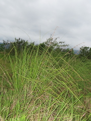 Cladium mariscus mariscus