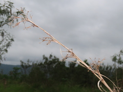 Cladium mariscus mariscus