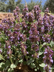 Salvia multicaulis
