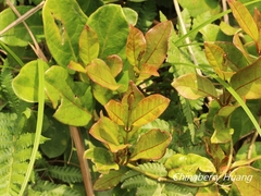 Parsonsia alboflavescens