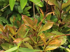 Parsonsia alboflavescens