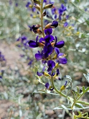 Psorothamnus fremontii