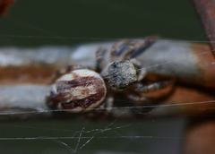 Pelegrina pervaga