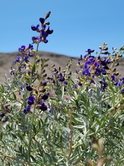 Psorothamnus fremontii