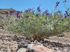 Psorothamnus fremontii