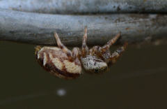 Pelegrina pervaga