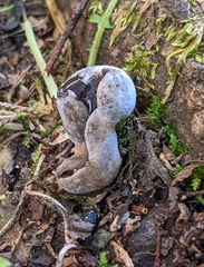 Helvella solitaria