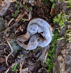 Helvella solitaria