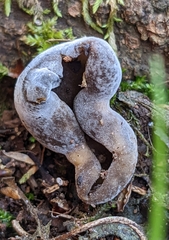 Helvella solitaria