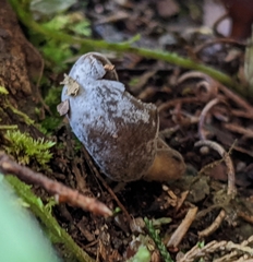 Helvella solitaria