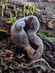 Helvella solitaria