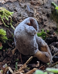 Helvella solitaria