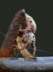 Pelegrina pervaga