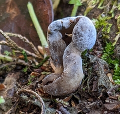 Helvella solitaria