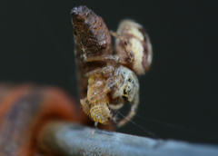 Pelegrina pervaga