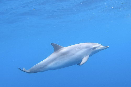 Atlantic Spotted Dolphin