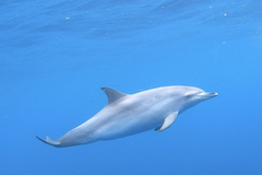 Atlantic Spotted Dolphin photo 5